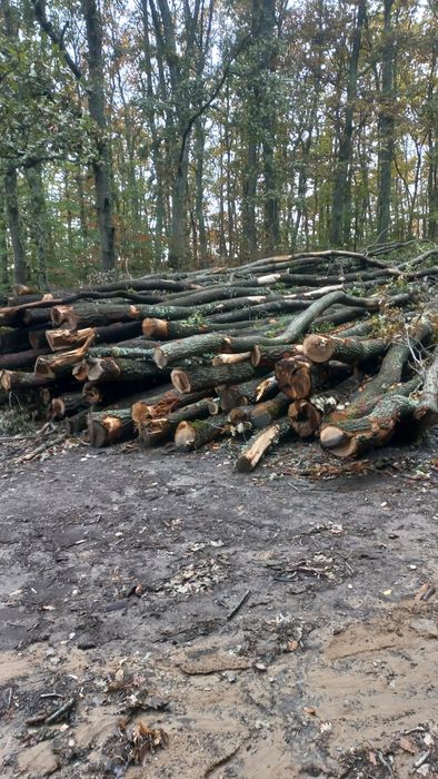 Vând lemne de foc esență tare