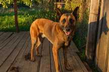 DONEZ Belgian Malinois mascul, 2 ani - din parinti cu pedigree
