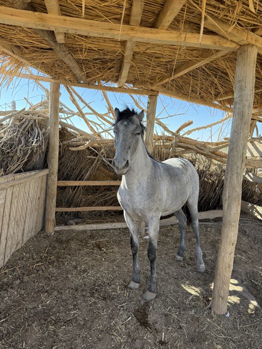 Жылқы сатылады бордақы да тұр