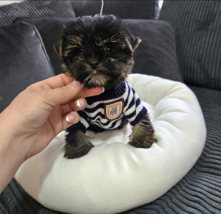 Йоркшерски териер ,Йорки мини