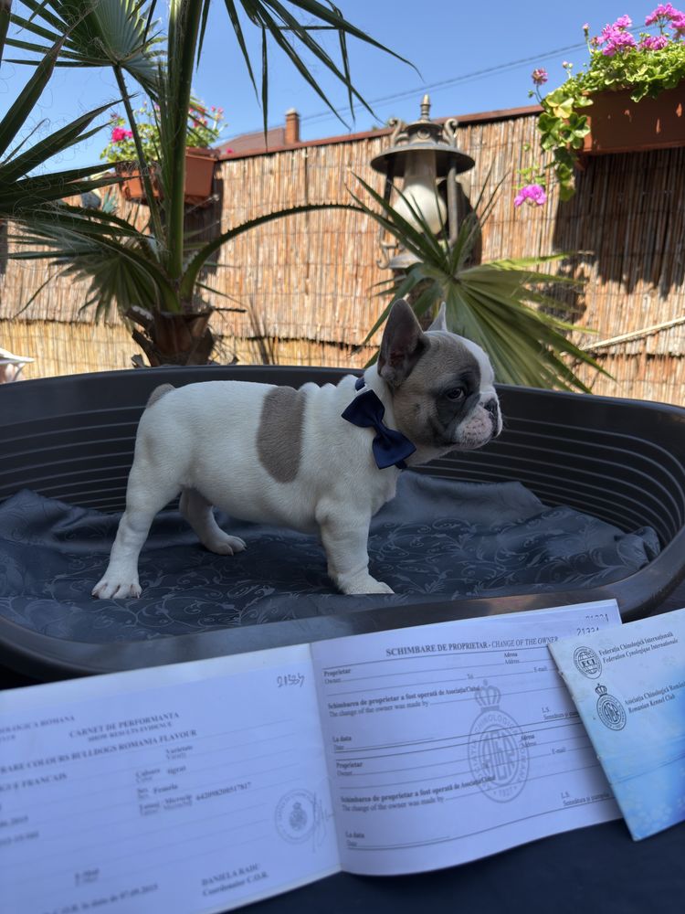 Bulldog francez mascul cu pedigree