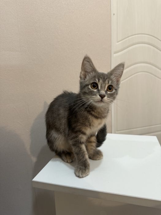 Котенок Касиапия с документами! Чипирована