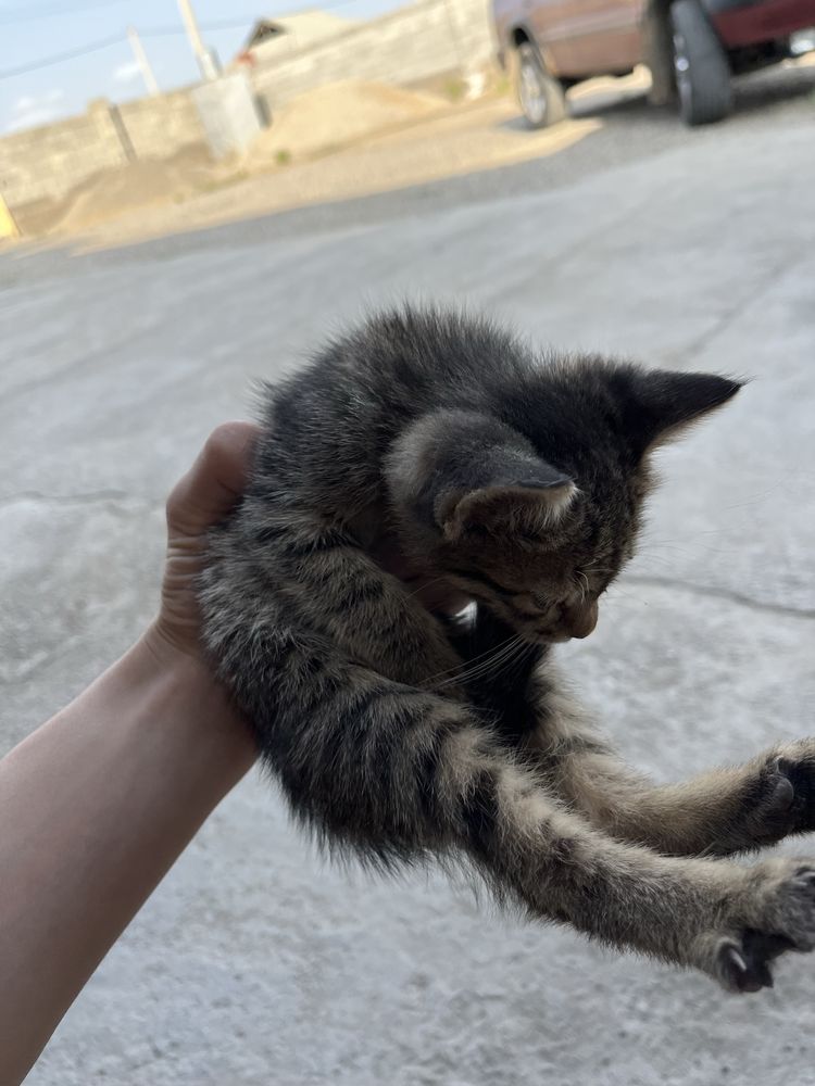 Котёнок кот Мысық