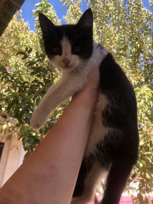 Hadiyaga mushuk beriladi