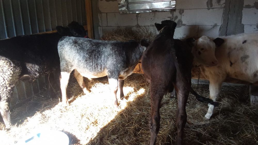 Vând vitei angus și albastru belgian