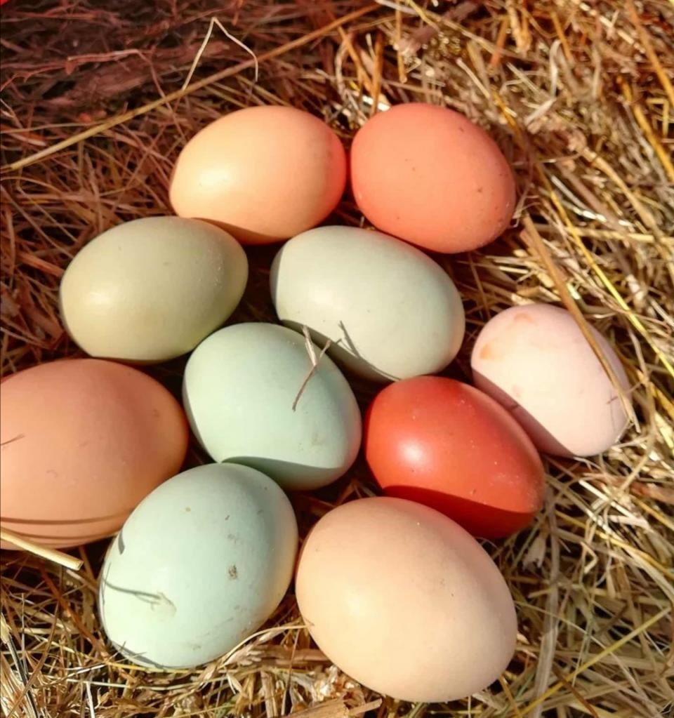 Инкубационное яйцо несушка доминанты микс. Организуем отправки по реги