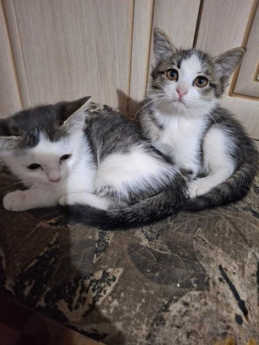 Отдадим котят в хорошие руки