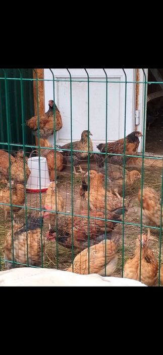 Продам молодку домашние 4 мес