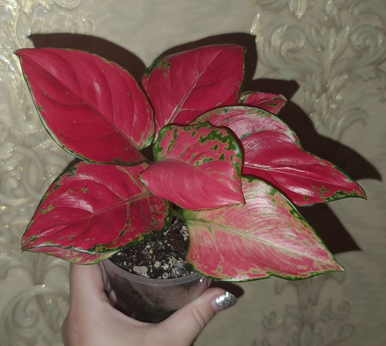 Продам аглаонему