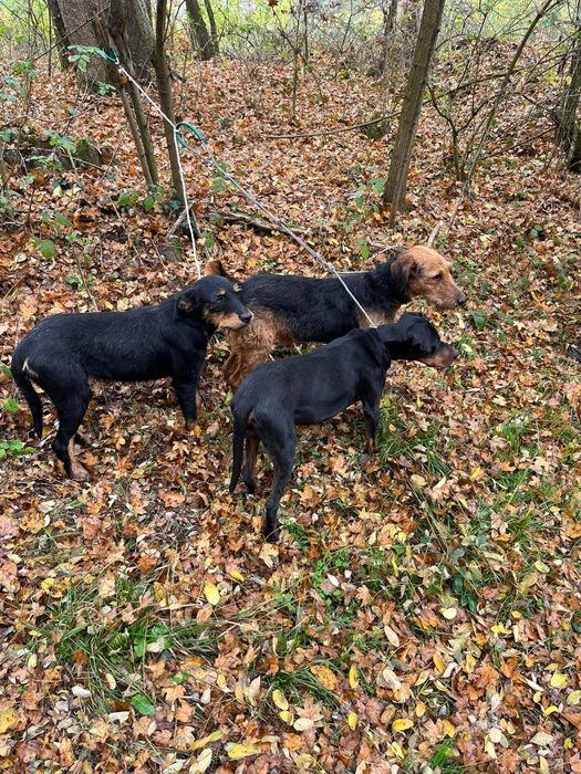 Caini de vânătoare