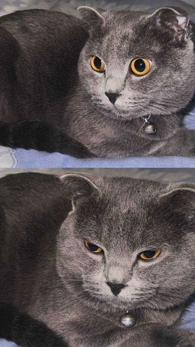 Scotish fold mushuk sotladi