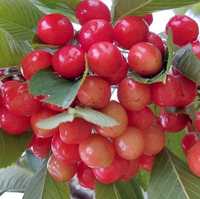 Pomi Fructiferi Certificați Anul 3 De Vegetație