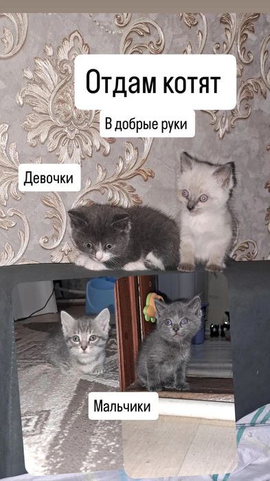 Отдам котят в добрые и любящие руки