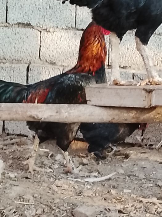 Дакан 2та пара тухумда