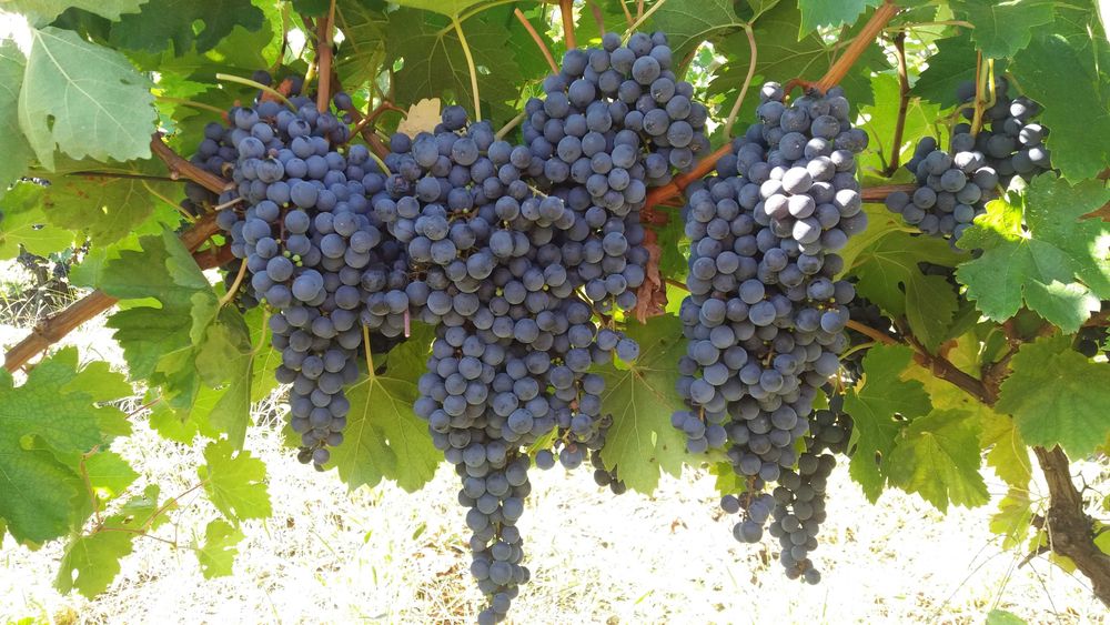 Struguri pentru vin merlot
