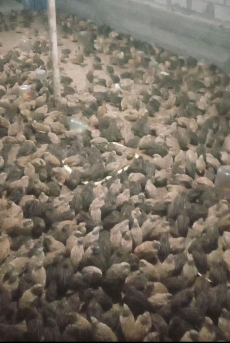 Bedana xorozchalari sotiladi