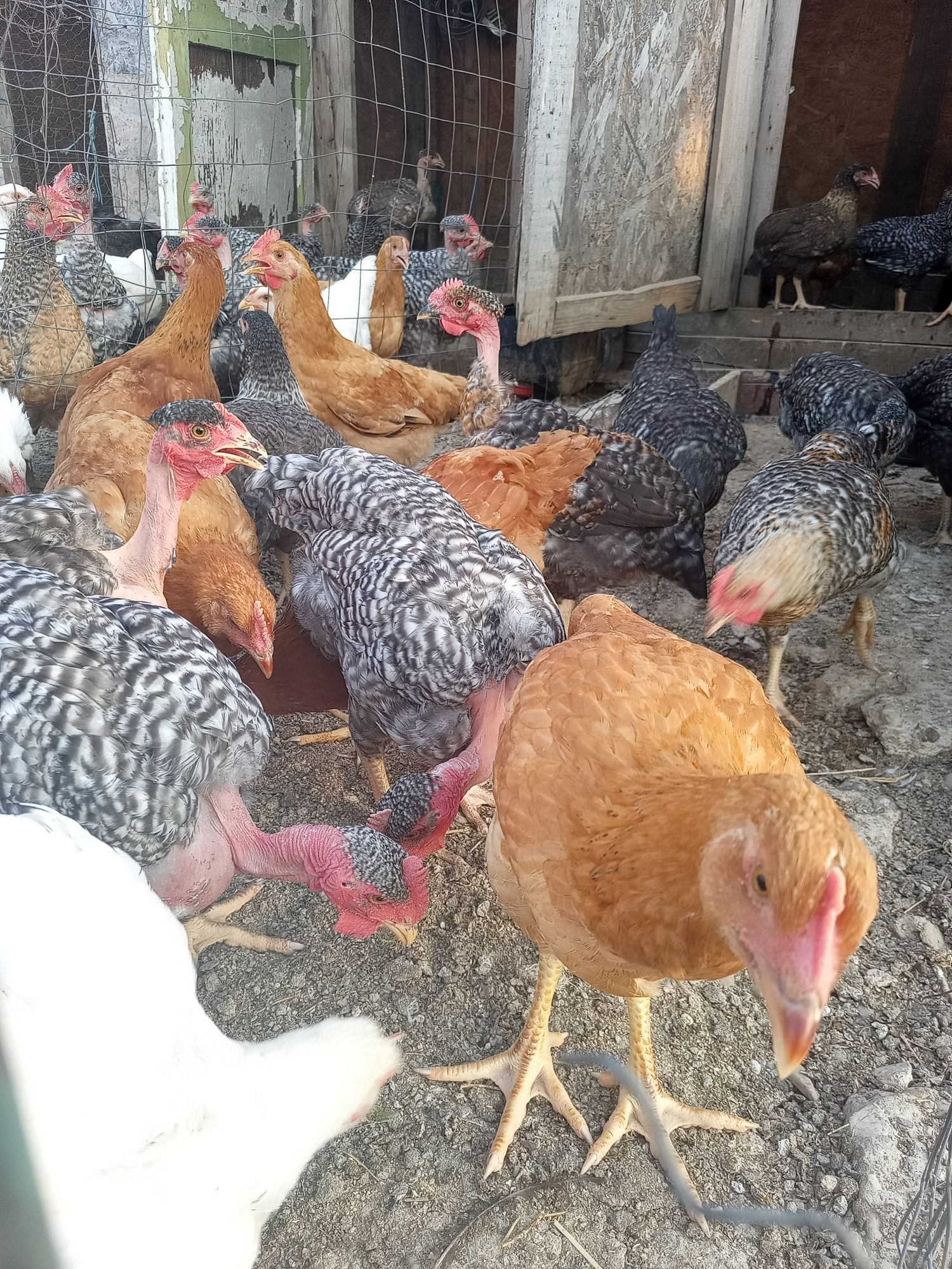 Puicuțe și cocoșei bio