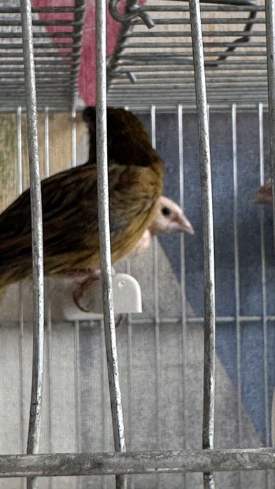 Zebre australiene , canar , pescarus