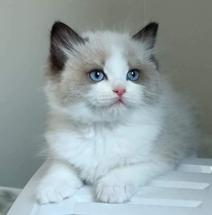 Ragdoll blue point femela