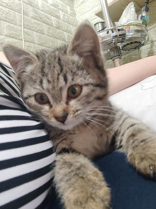 Котенок в добрые руки