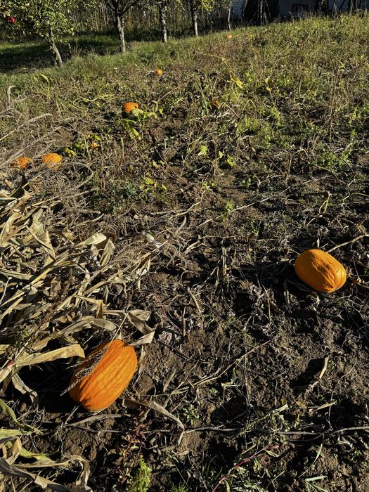 Vand bostani pentru halloween sau consum propriu.