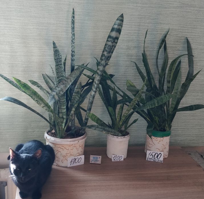 Сансевиерия трёхполосная Обмен Доставка