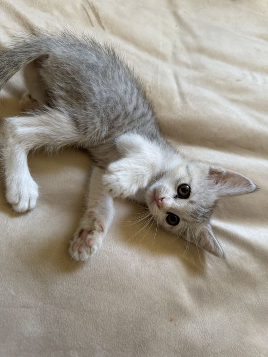 Щатланский кошка