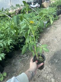 Разсад домати,красивици и тиквички