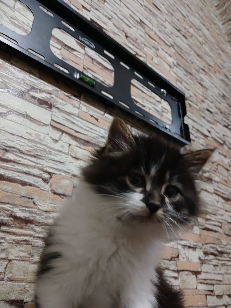 Mushuk italaniskiy