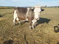 Vaca  mare de vanzare