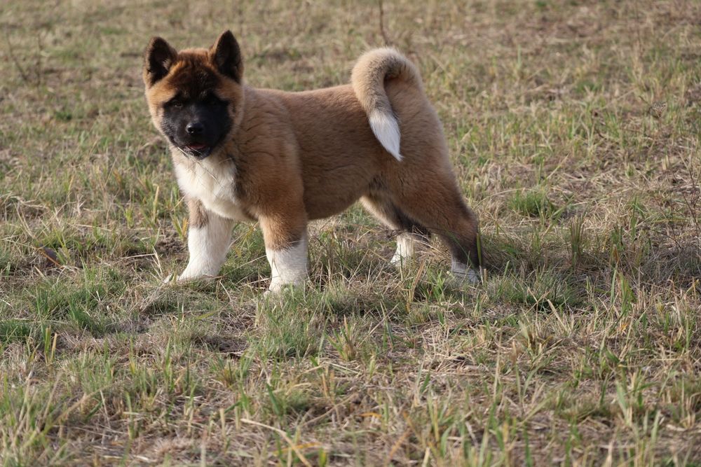 Femela akita american pedigree tip A