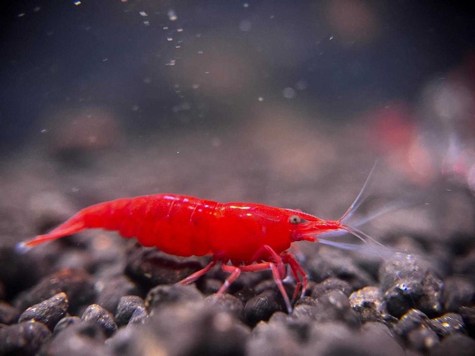 20 + 8 bonus Neocaridina Red Sakura grade creveti, Conuri de arin