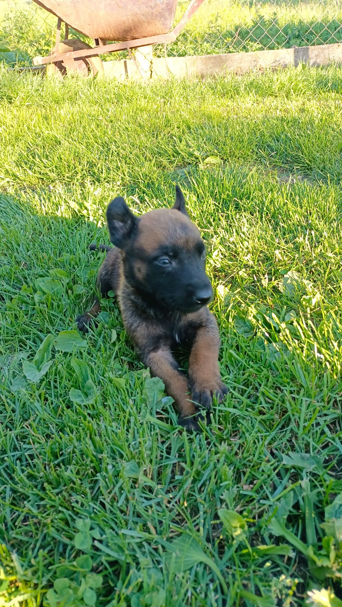 Ciobanesc belgian malinois