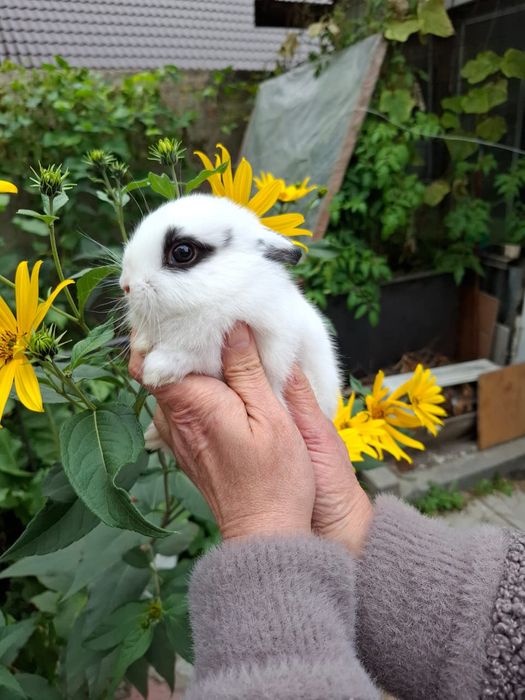 Декоративный кролик . 1 месяц.