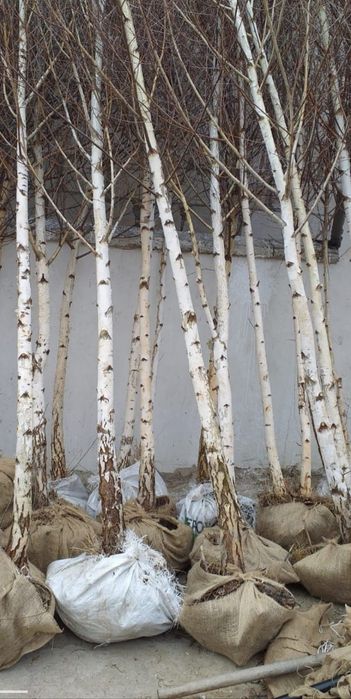 Vand mesteacăn cu coaja albă și tei de floare