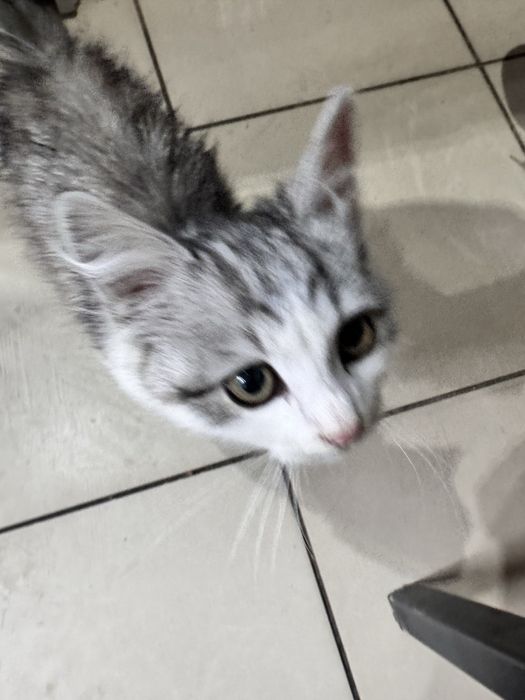 Срочно, котенок нуждается в доме