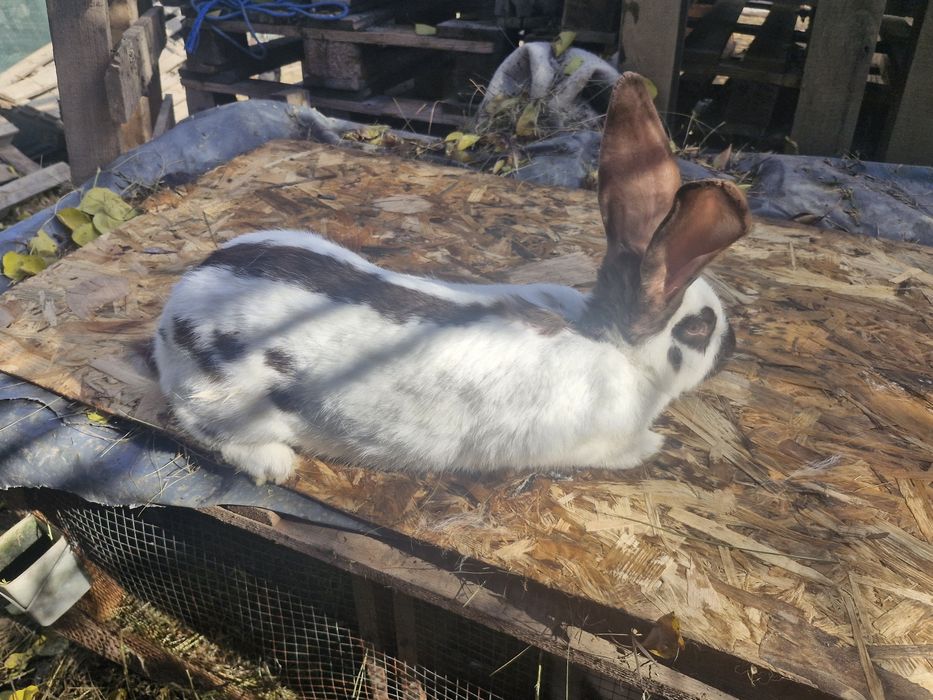 Mascul fluture german schimb cu berbec german