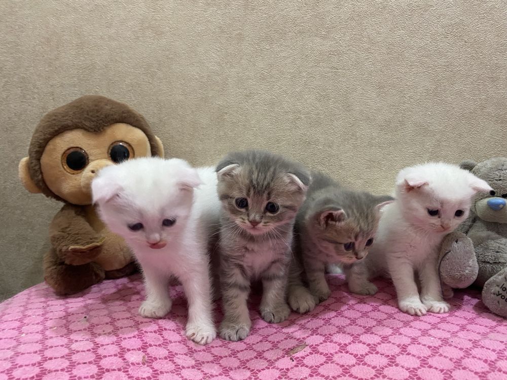 Продам котят Scottish Fold и Scottish Straight