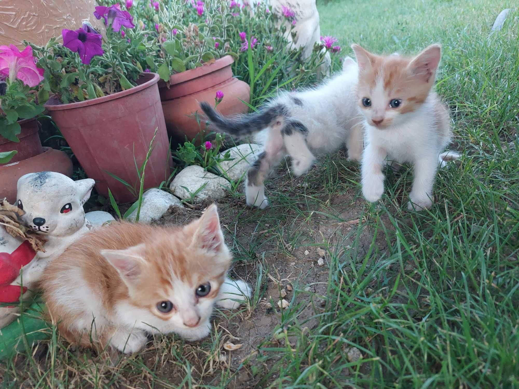Подарявам мъжки котета на месец и половина