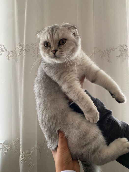 Котенок скотиш фолд