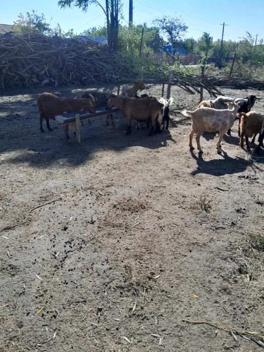 Vand 6 capre,5 iede si 1 țap