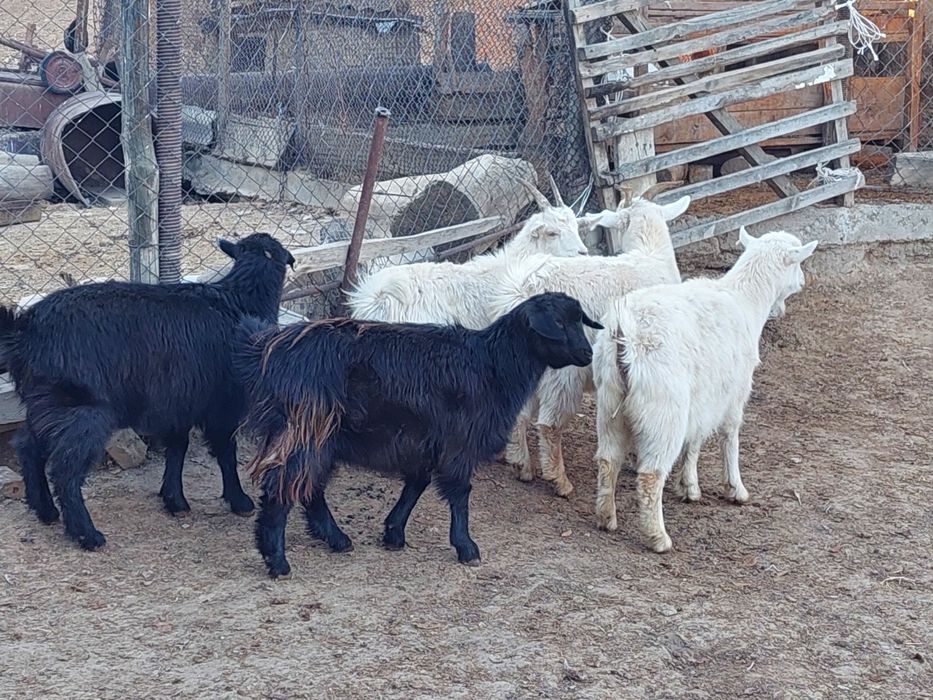 Семіз жем жеп тұрған бойдақ ешкілер сатылады