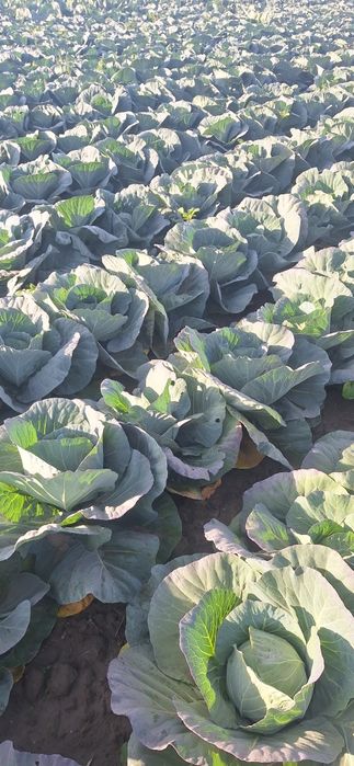 Продаваме кьосе и марул