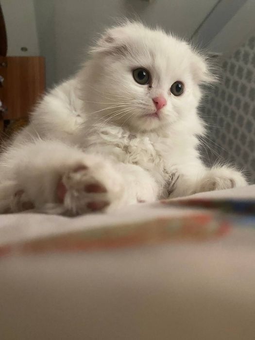 Продам котят чистокровных фолдов