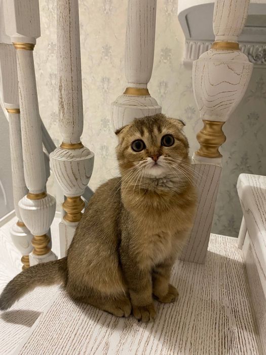 Scottish fold qiz bola