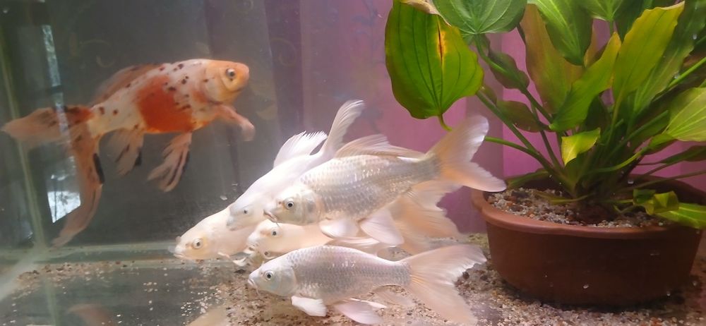 Коя платина ва комета балиги сотилади