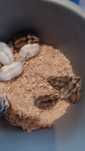 Hamster pitic siberian, sirian , porcușori de Guineea, rozătoare . ham