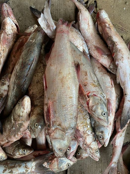 Свежие рыбы срочно
