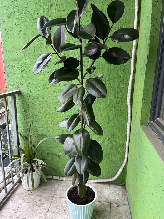 Фикус высотой 180 см