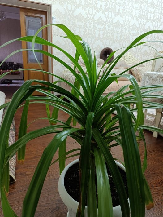 Папоротник обычный для дома и офиса